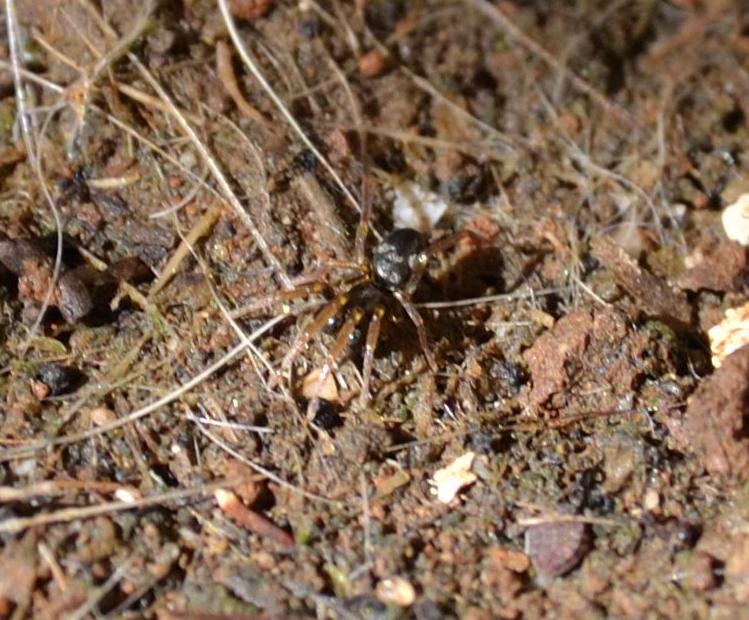 Phrurolithus sp.